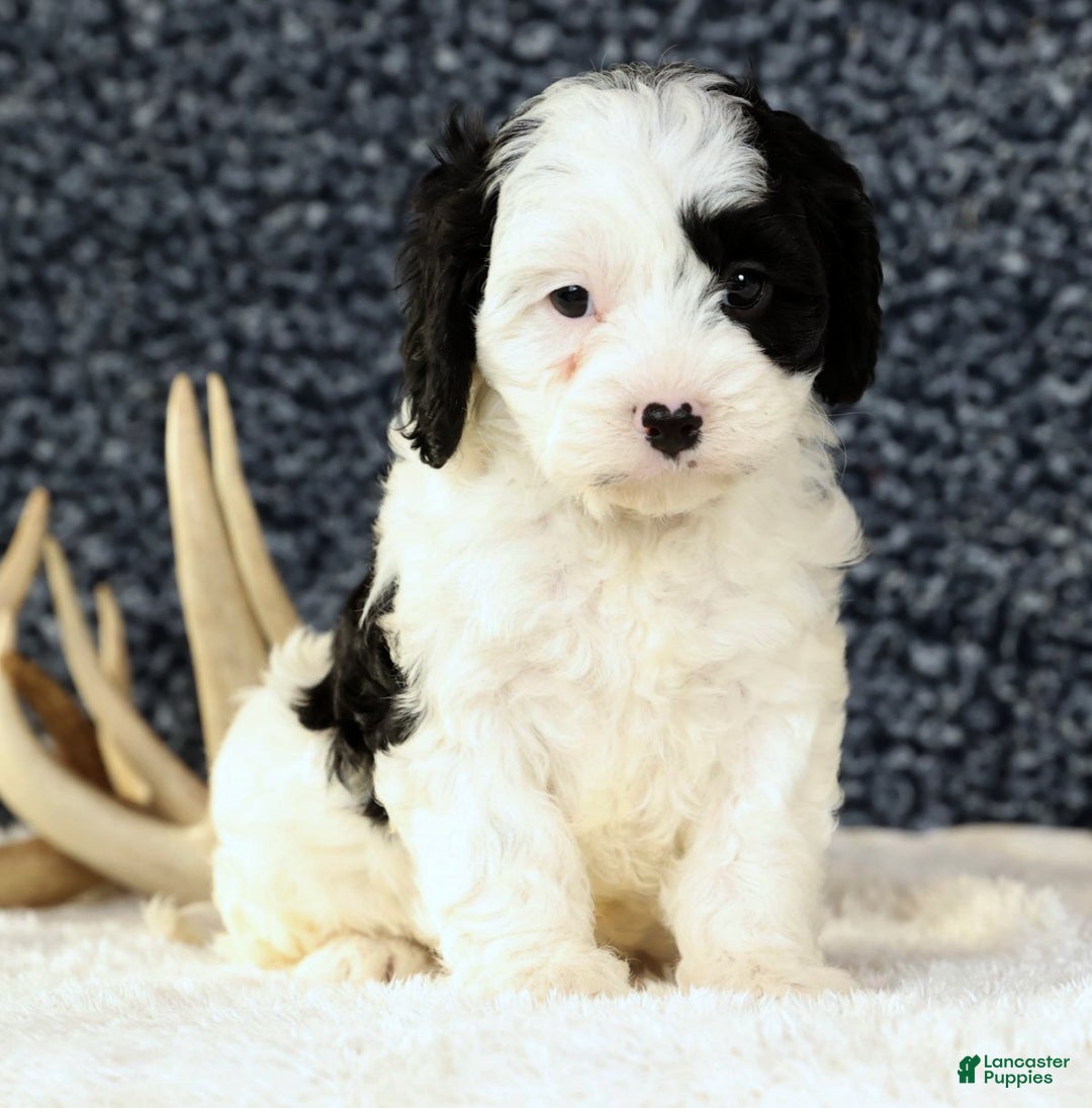 Cavapoo dogs for sale: Bently - Ad 1