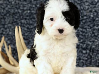 Cavapoo dogs Bently - Ad 21