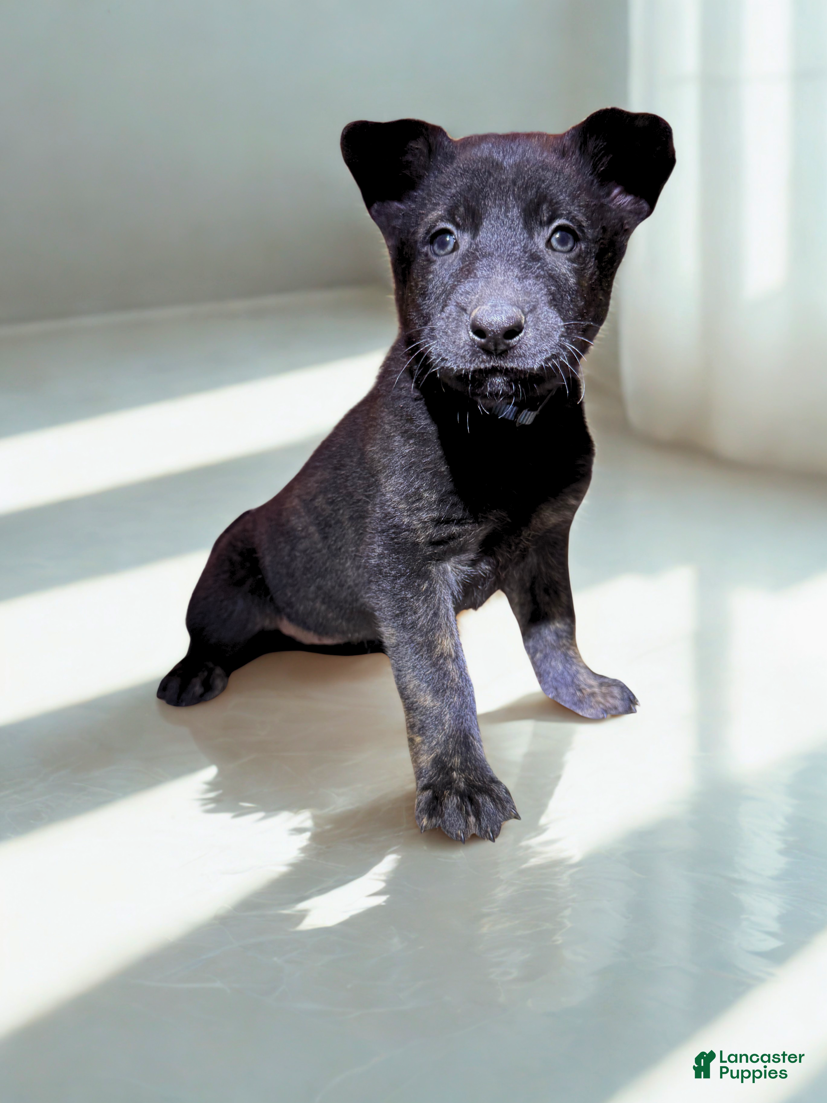 Mixed Breed dogs Blue Collar - Female Brindle - Ad 10