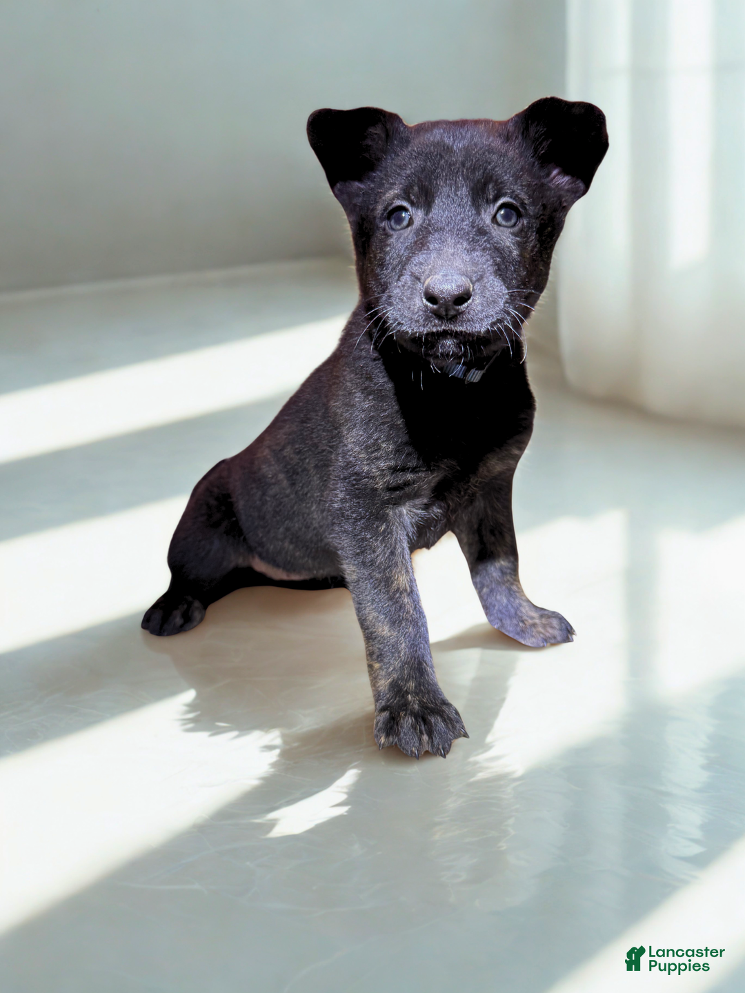 Mixed Breed dogs for sale: Blue Collar - Female Brindle - Ad 1