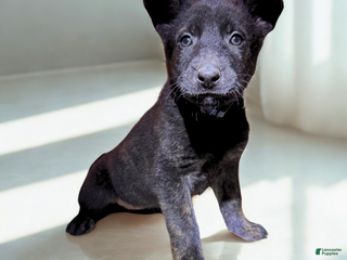 Mixed Breed dogs Blue Collar - Female Brindle - Ad 3