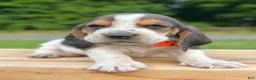 Basset Hound dogs for sale: Arnold - Ad 5