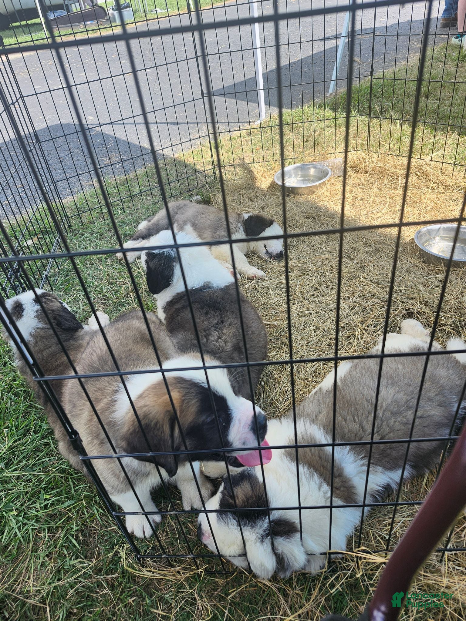 Saint Bernard dogs Saint Bernard 4 - Ad 6