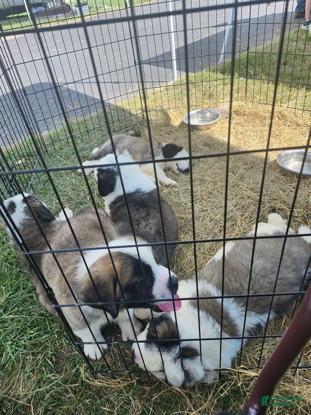 Saint Bernard dogs for sale: Saint Bernard 4 - Ad 1