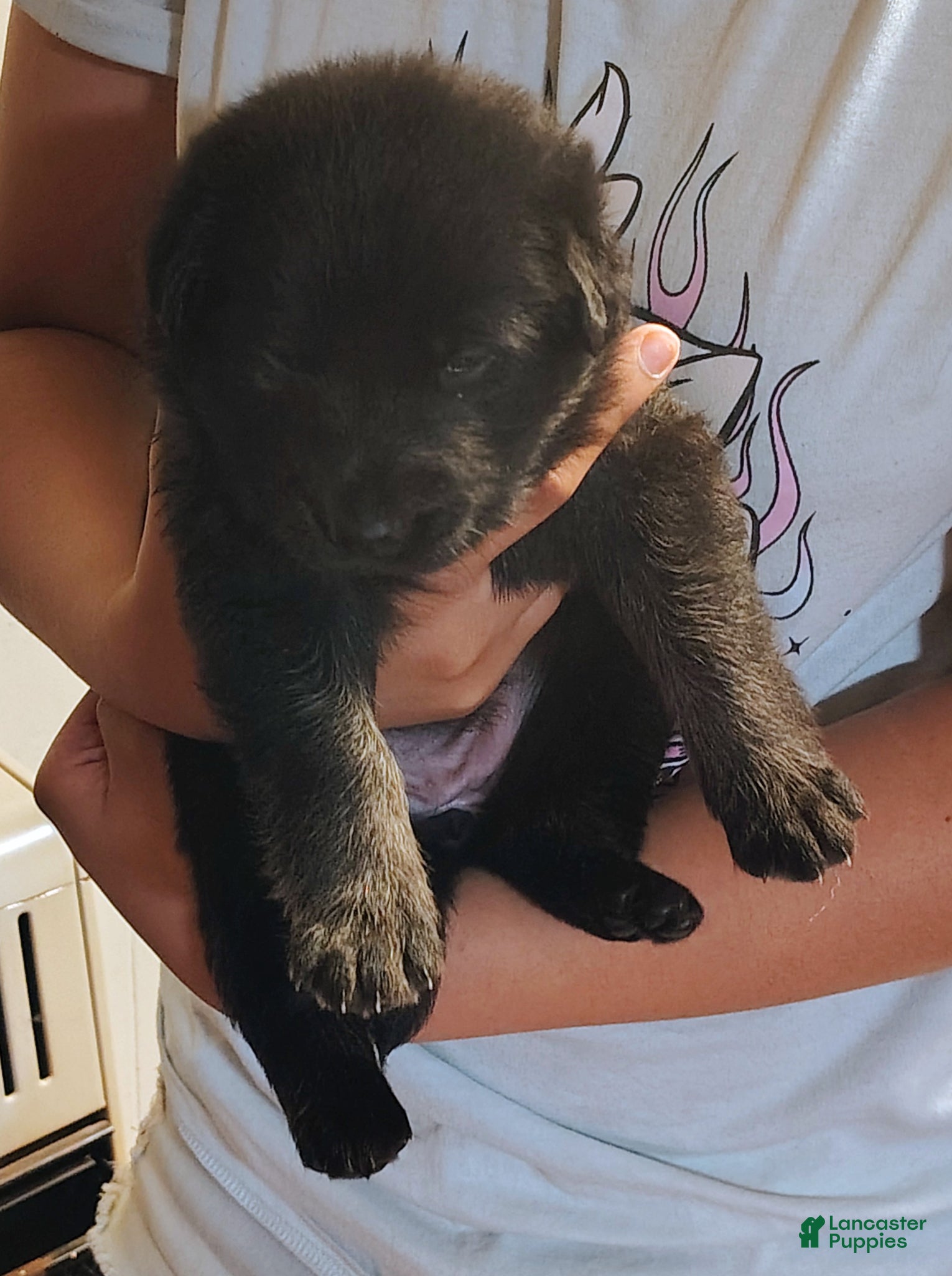 German Shepherd dogs German Shepherd Puppy 5 - Ad 2