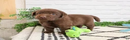 Labrador Retriever dogs for sale: Scar - Ad 4