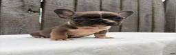 French Bulldog dogs for sale: Brantley - Ad 3