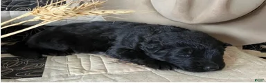 Cheyenne-Female
