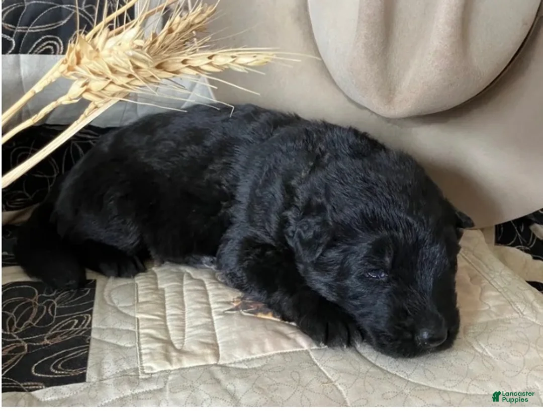 German Shepherd dogs for sale: Cheyenne-Female - Ad 1
