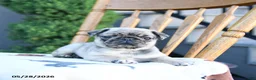 Pug dogs for sale: Linda - Ad 2