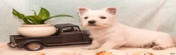 West Highland Terrier dogs for sale: Surfer - Ad 6