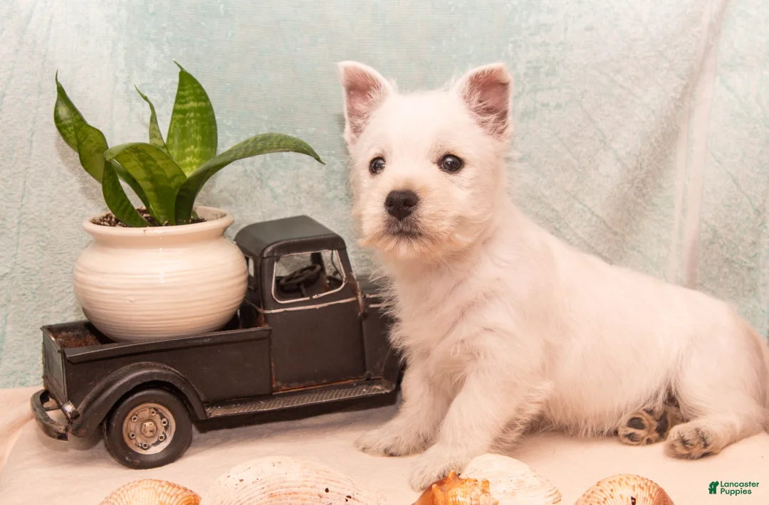 West Highland Terrier dogs for sale: Surfer - Ad 6