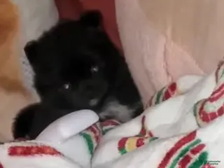 Pomeranian dogs Lizzy - Ad 35