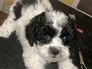 Teddy Bear dogs - Ad 20