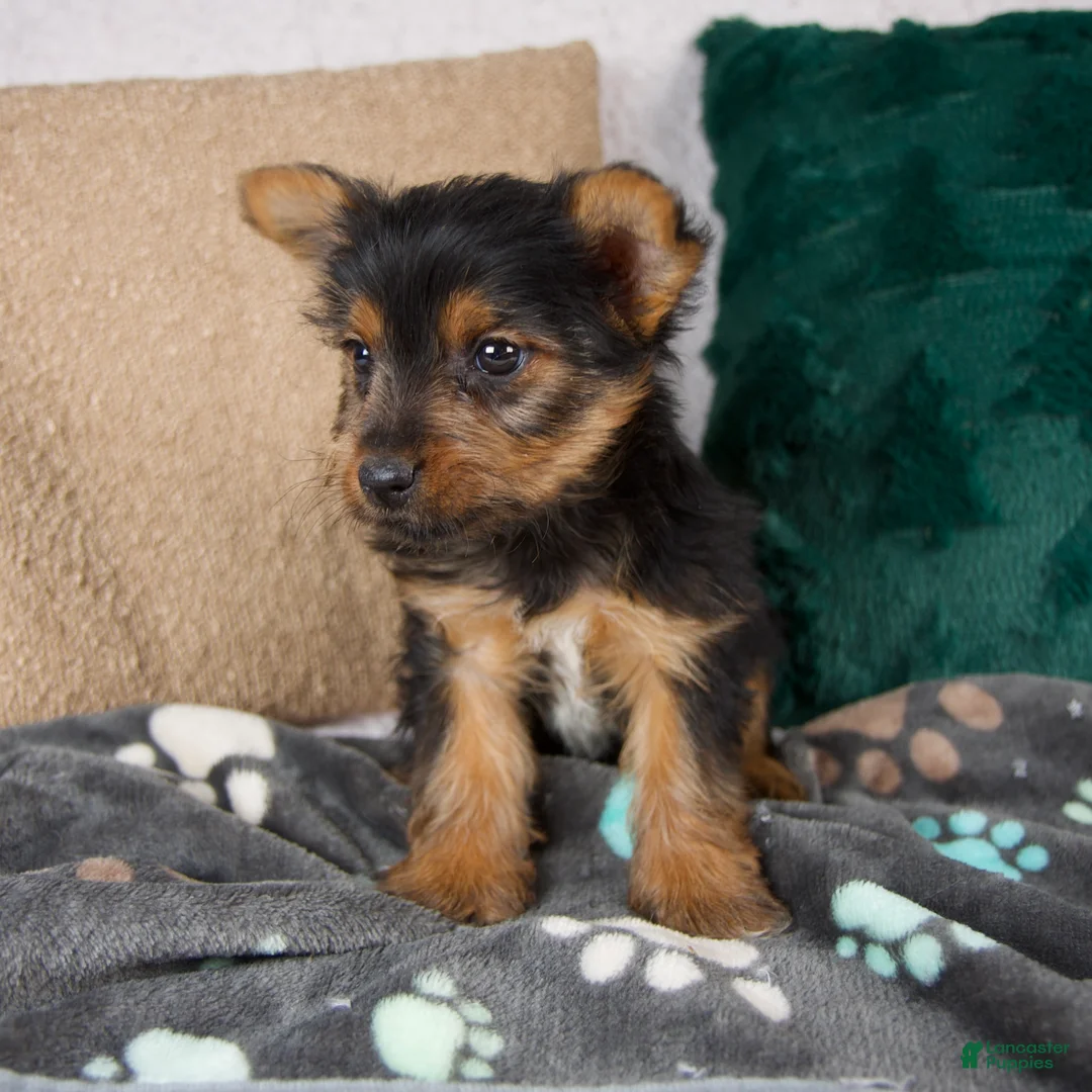 Yorkshire Terrier dogs for sale: Gail - Ad 4