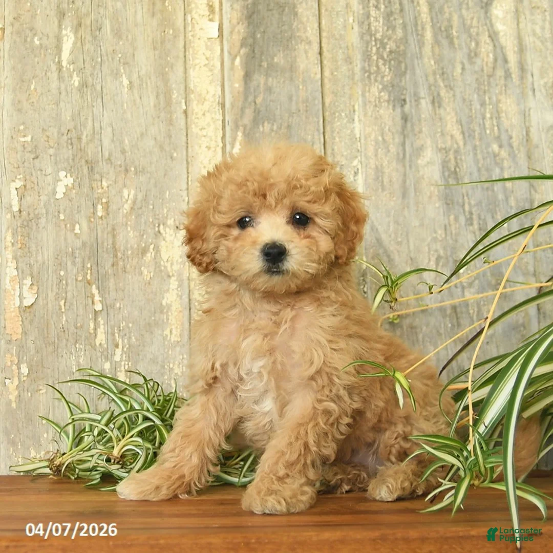 Maltipoo dogs for sale: Jasper  - Ad 2