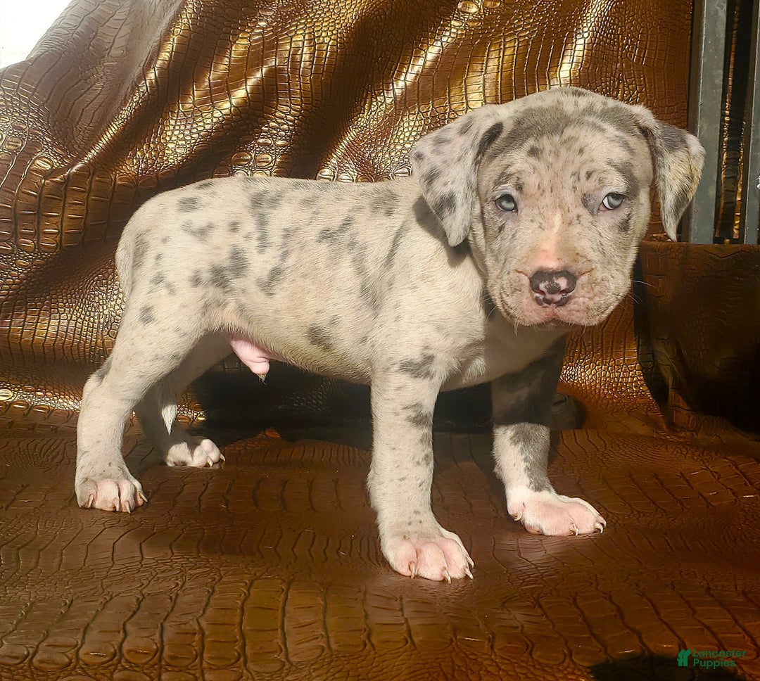 American Bully dogs for sale: "THA ROCK" - Ad 2