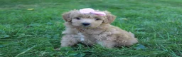 Mini Goldendoodle dogs for sale: Maddie 🎀 - Ad 5