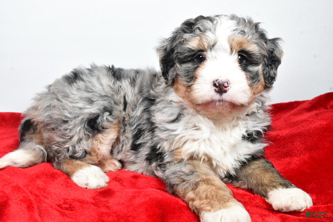 Mini Bernedoodle dogs for sale: Lucy - Ad 2