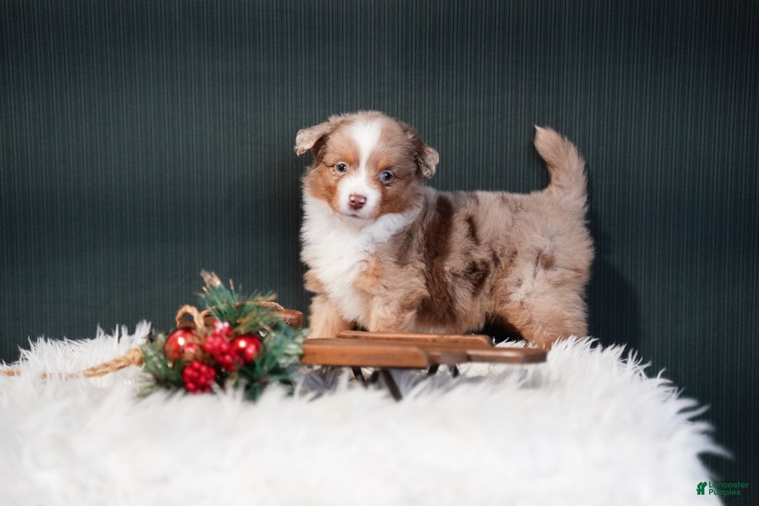 Miniature Australian Shepherd dogs for sale: Brody - Ad 5