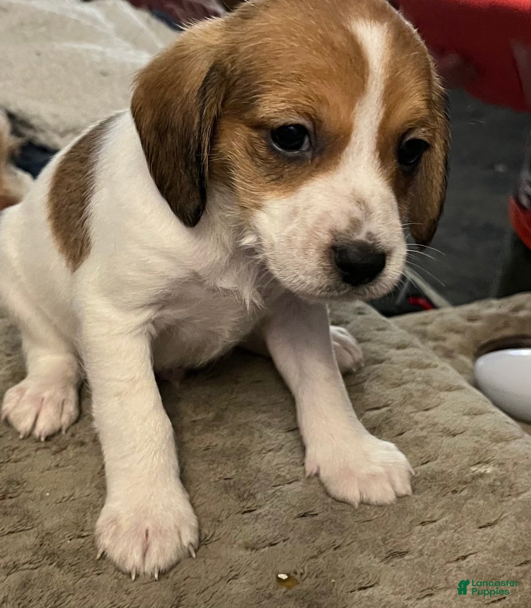 Mixed Breed dogs for sale: Mixed Breed Puppy 2 - Ad 1