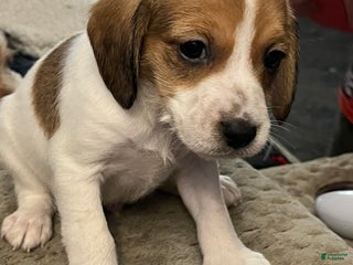 Mixed Breed dogs Mixed Breed Puppy 2 - Ad 10