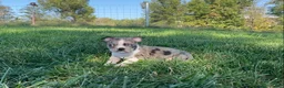 Boston Terrier dogs for sale: Blue Bobby - Ad 4