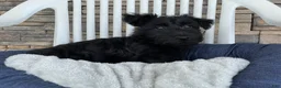 Scottish Terrier dogs for sale: Wanda - Ad 5