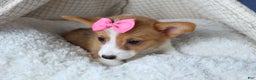 Welsh Corgi Pembroke dogs for sale: Lexi - Ad 8