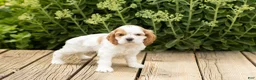 Cocker Spaniel dogs for sale: Daisy  - Ad 4