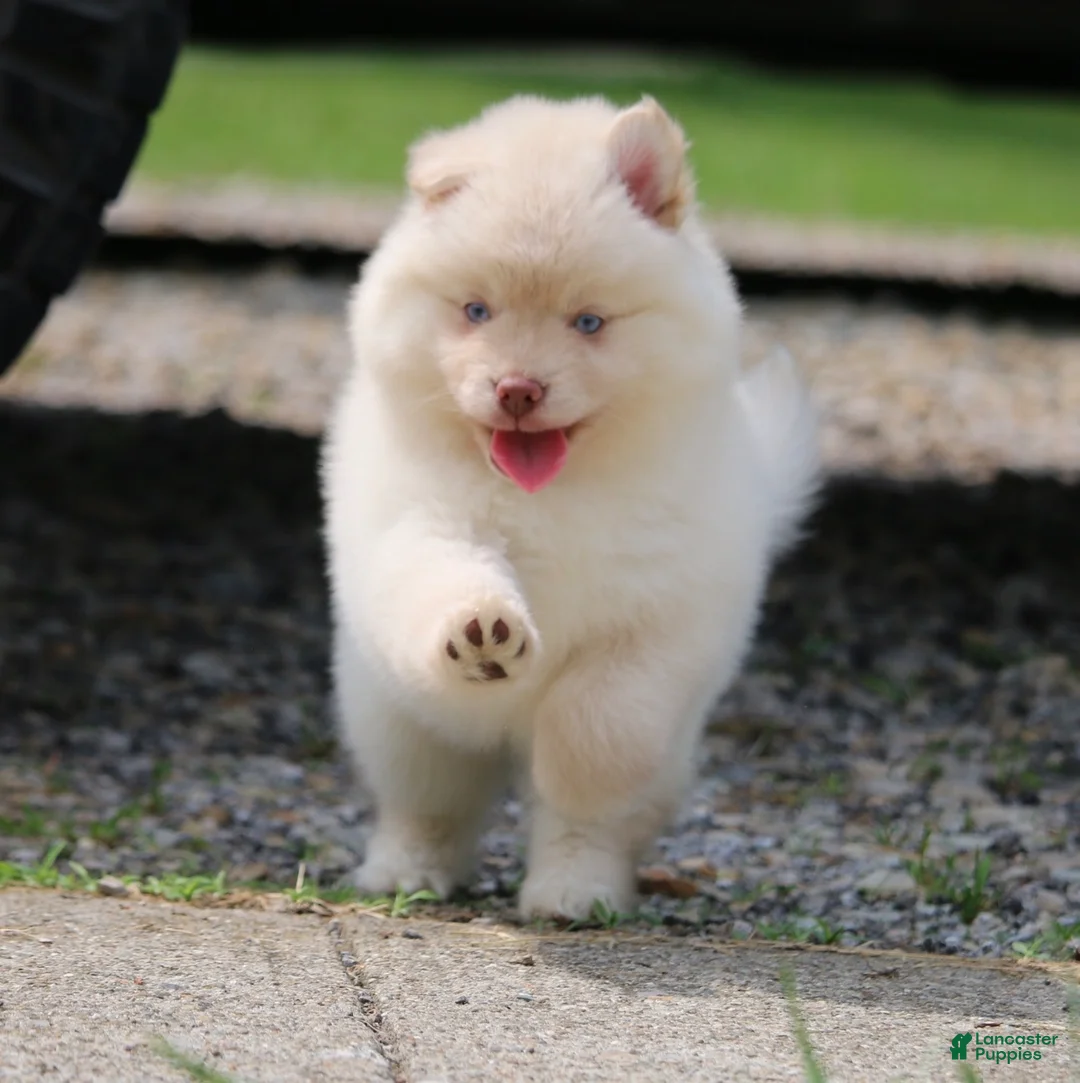 Pomsky dogs for sale: Cotton - Ad 3