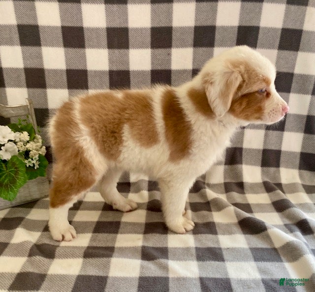 Australian Shepherd dogs Sugar - Ad 2