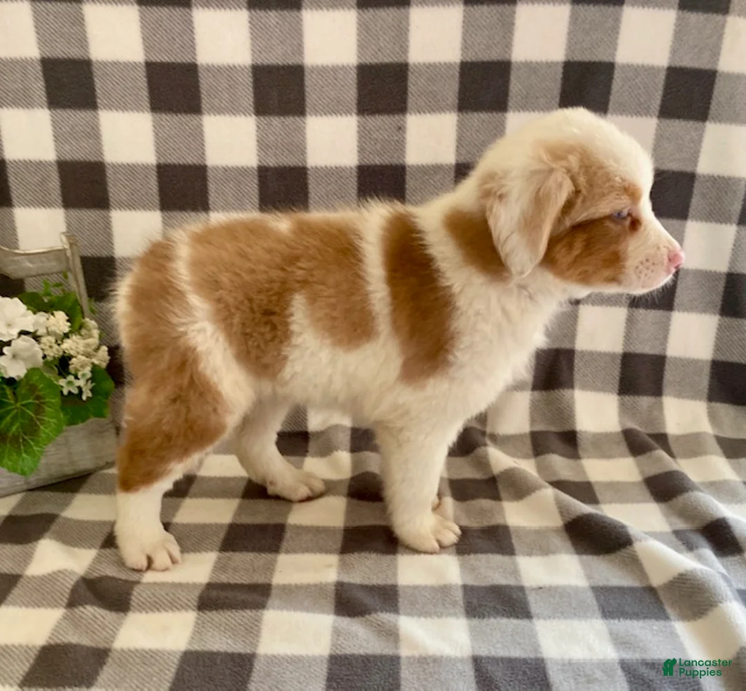 Australian Shepherd dogs for sale: Sugar - Ad 2