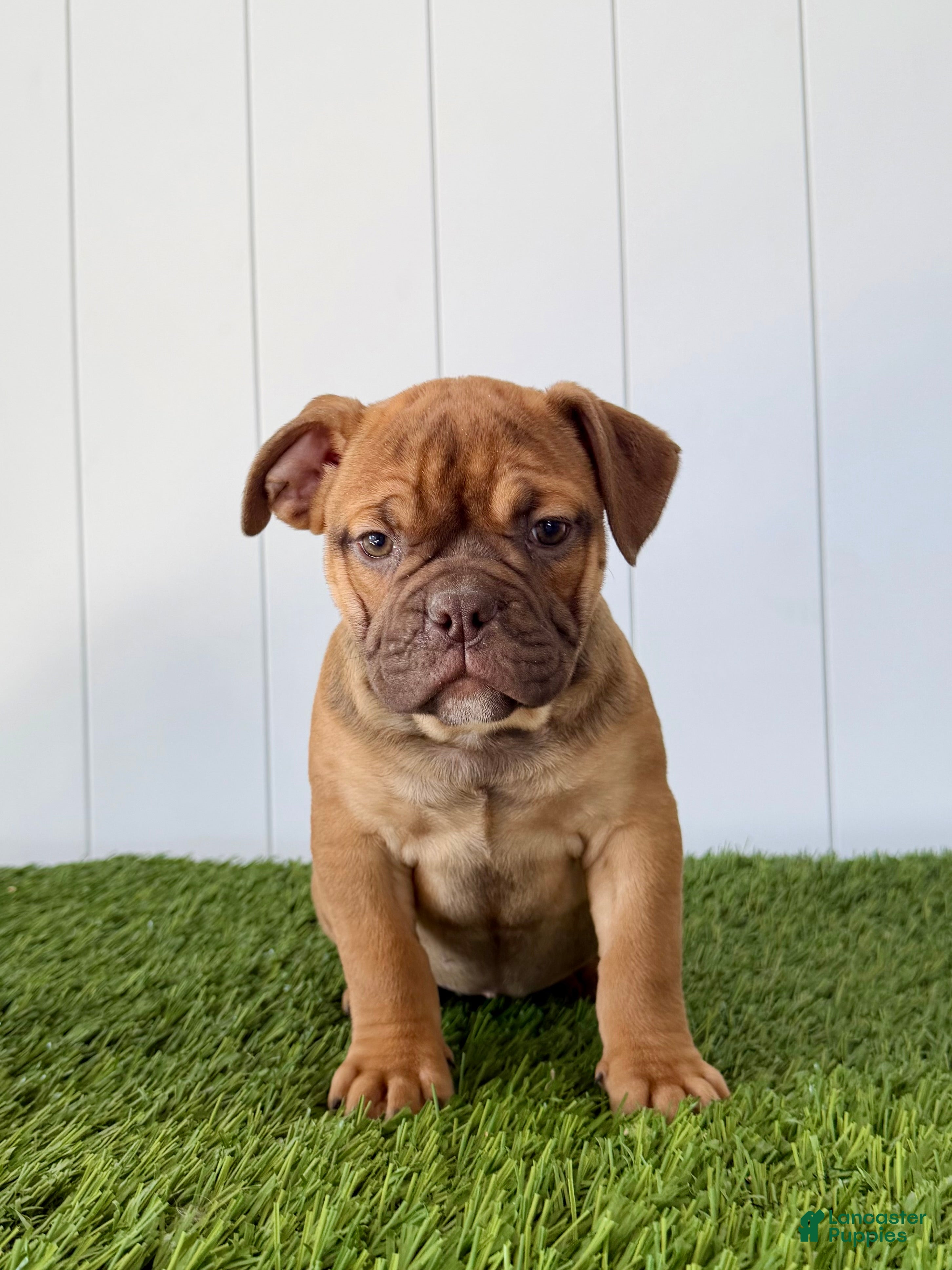 Olde English Bulldogge dogs for sale: Millie - Ad 3