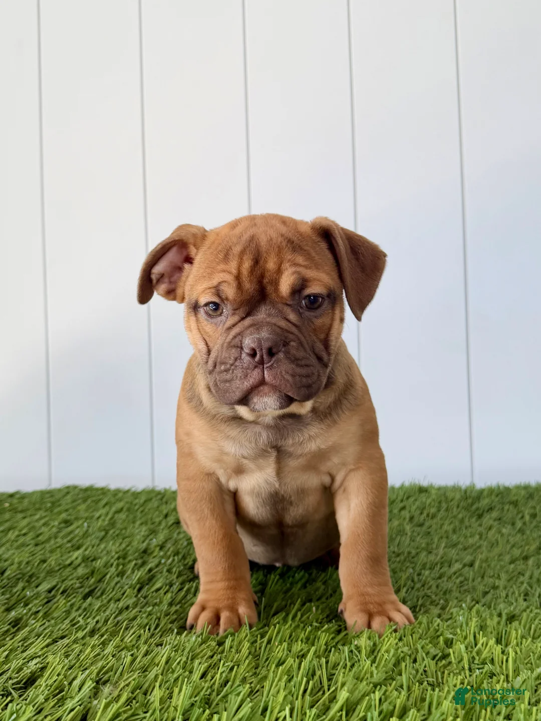 Olde English Bulldogge dogs for sale: Millie - Ad 1