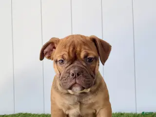 Olde English Bulldogge dogs for sale: Millie - Ad 3