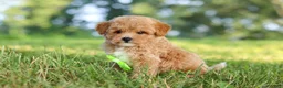 Maltipoo dogs for sale: Patrick - Ad 7