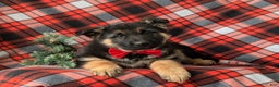 German Shepherd dogs for sale: Bronson - Ad 6