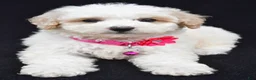 Miniature Poodle dogs for sale: Alice  - Ad 4
