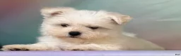 Maltipom dogs for sale: Donut  - Ad 5
