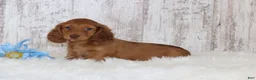 Dachshund dogs for sale: Lester  - Ad 3
