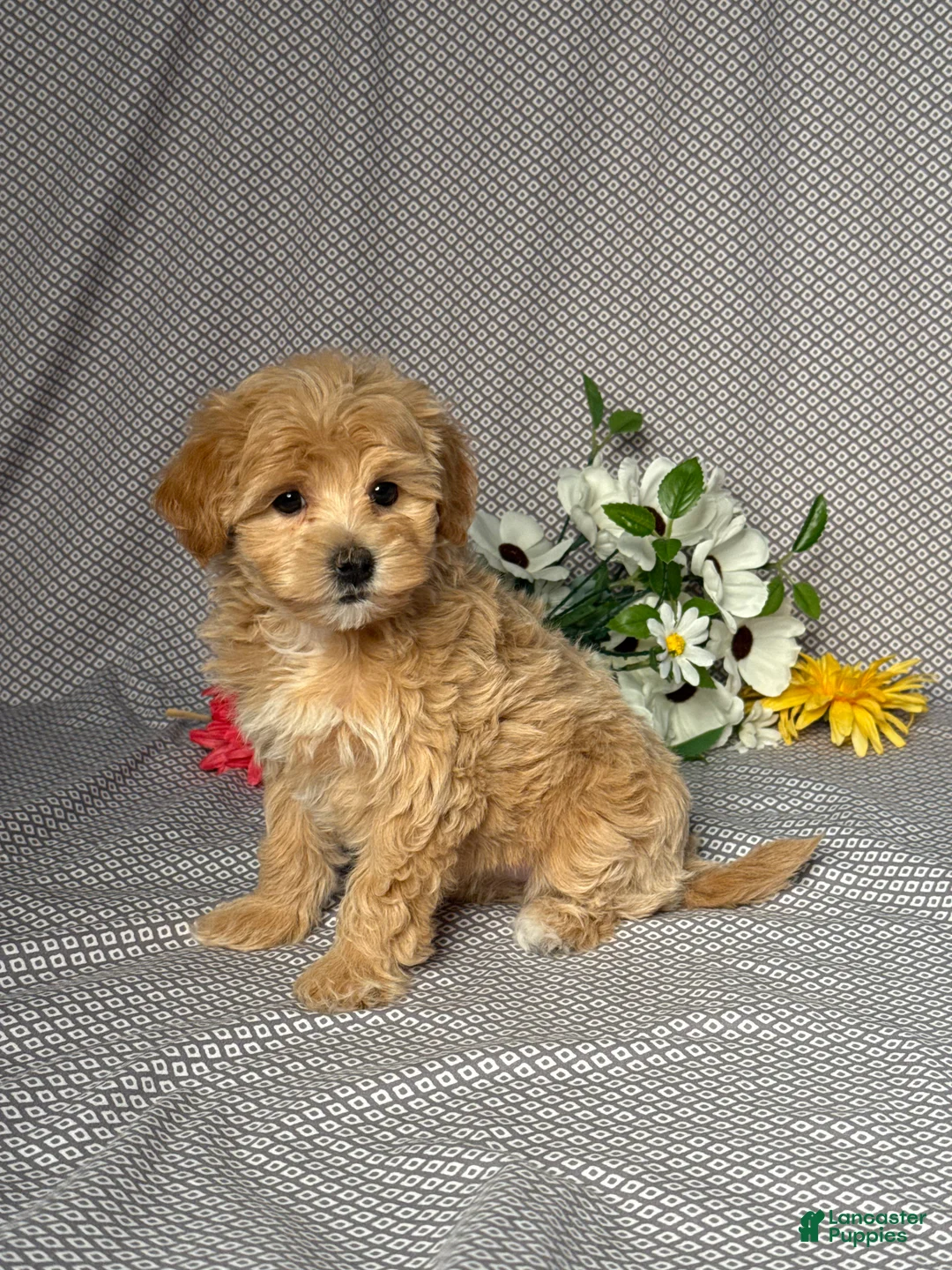 Maltipoo dogs for sale: Lori - Ad 2