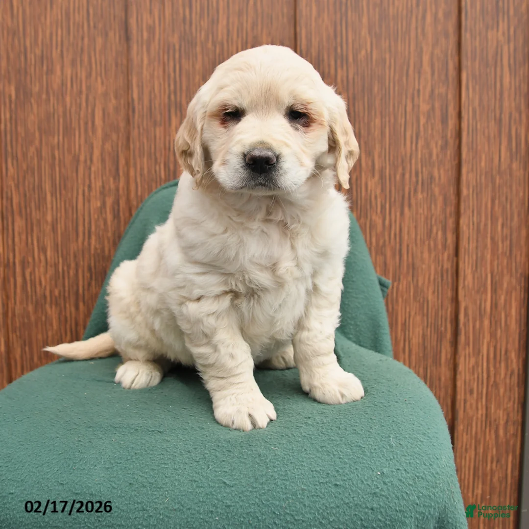 Golden Retriever dogs for sale: Bella   - Ad 1