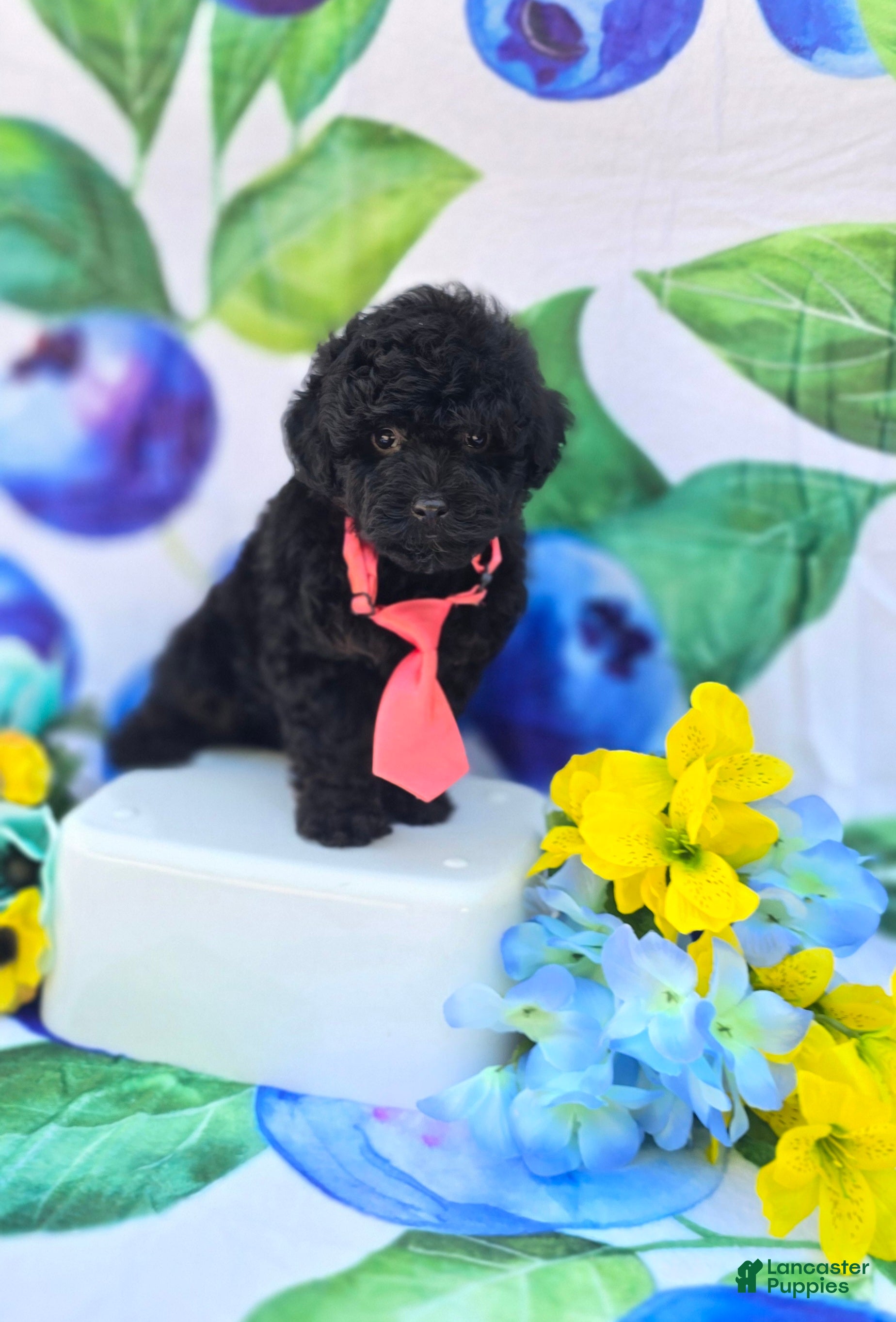 Maltipoo dogs Paddy - Ad 4