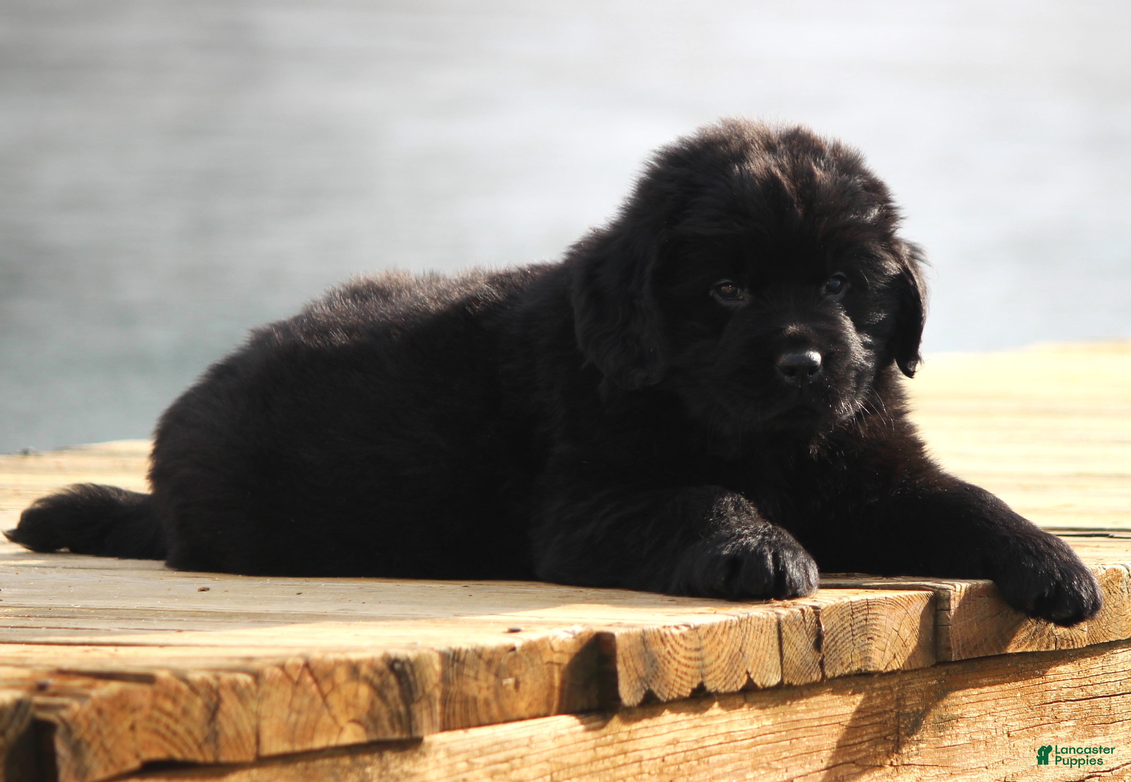 Newfoundland dogs Theo - Ad 12