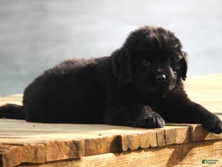 Newfoundland dogs Theo - Ad 12