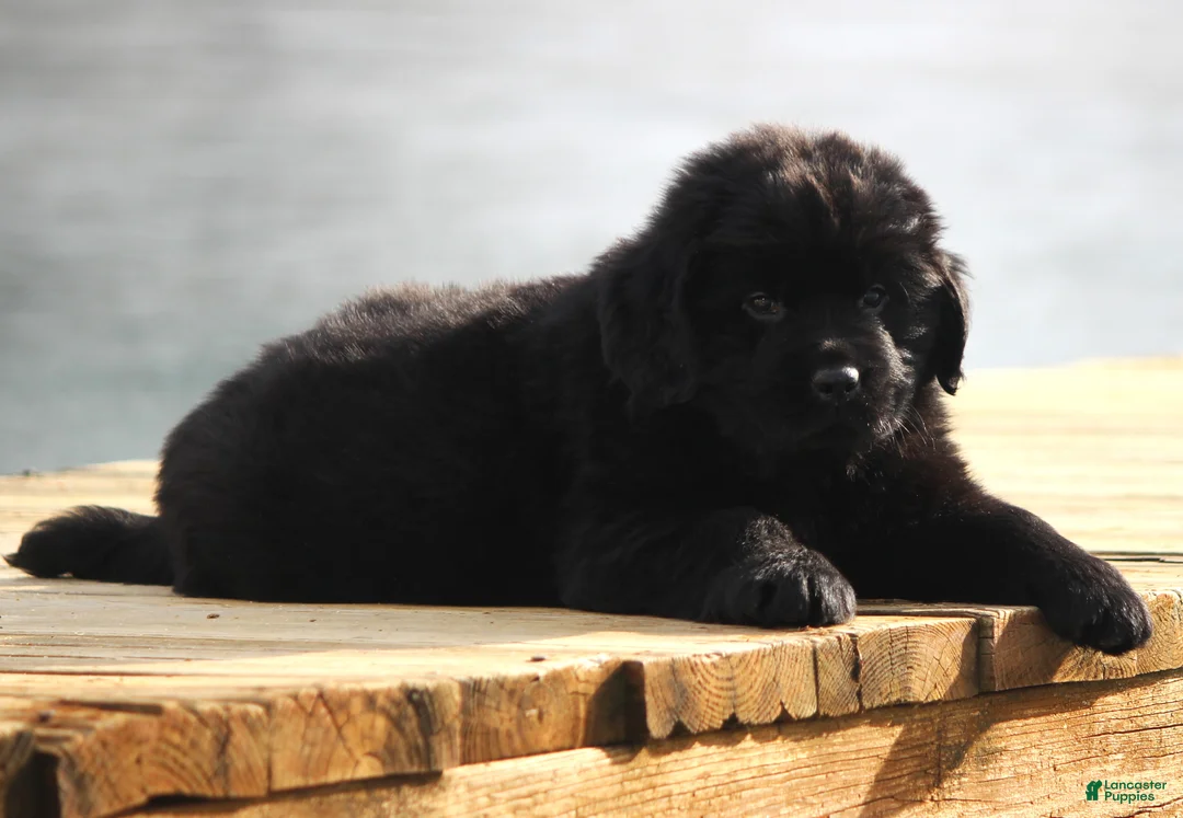 Newfoundland dogs for sale: Theo - Ad 22