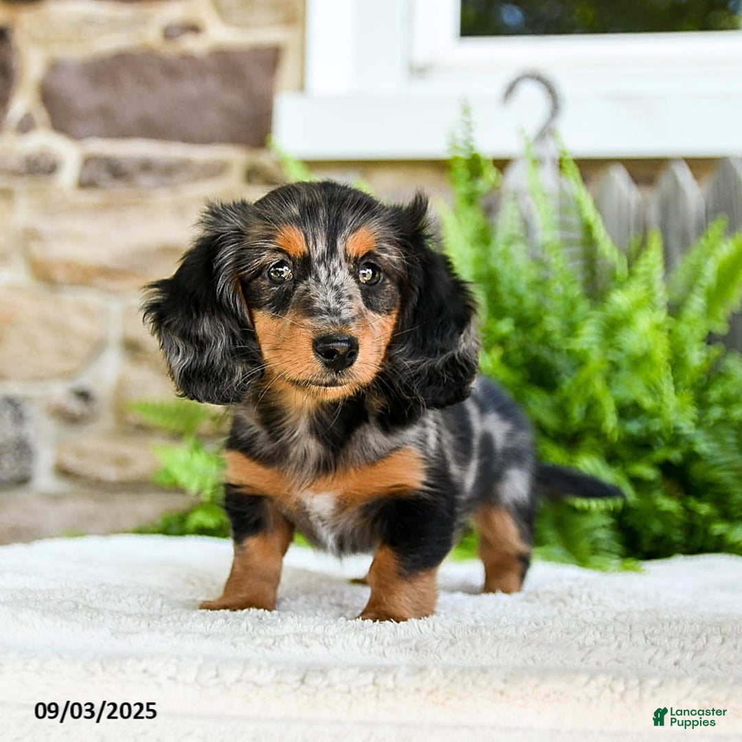 Mini Dachshund Long Haired Dachshund Puppies For Sale