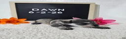Miniature Schnauzer dogs for sale: Dawn - Ad 13