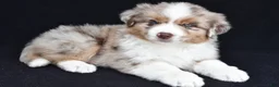 Miniature Australian Shepherd dogs for sale: Rachel - Ad 3